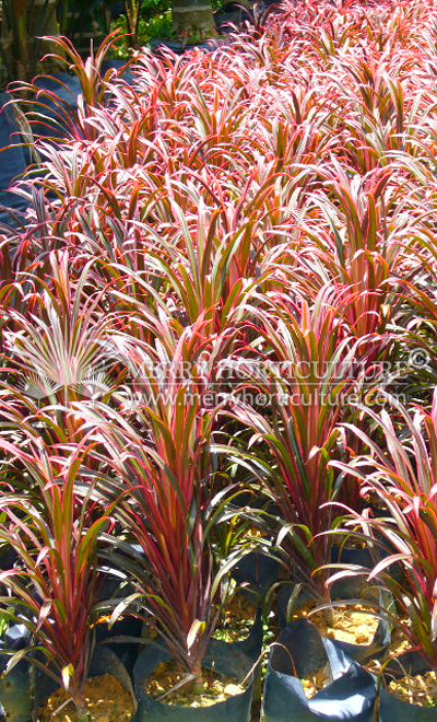 Cordyline spp 3